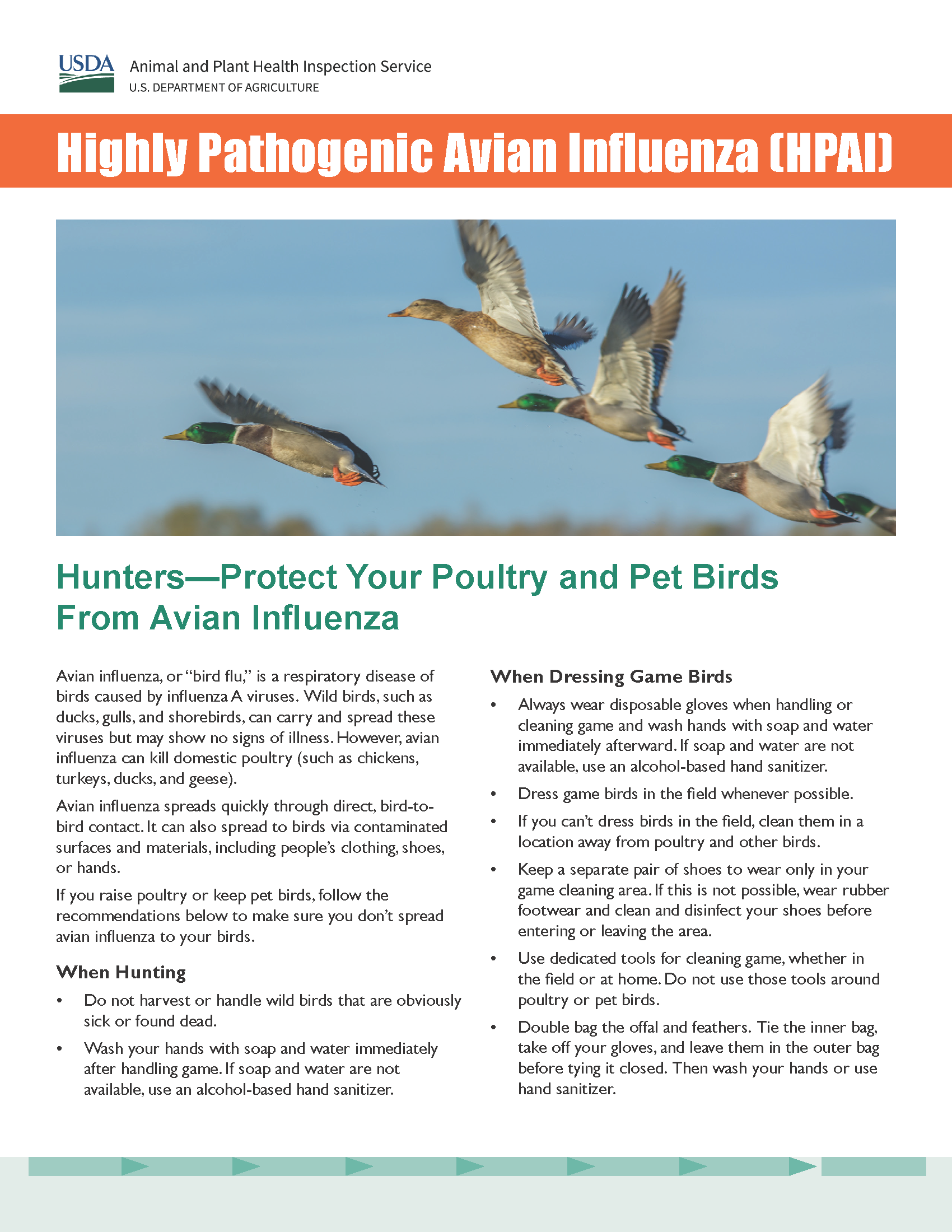 flyer: Highly pathogenic avian influenza information