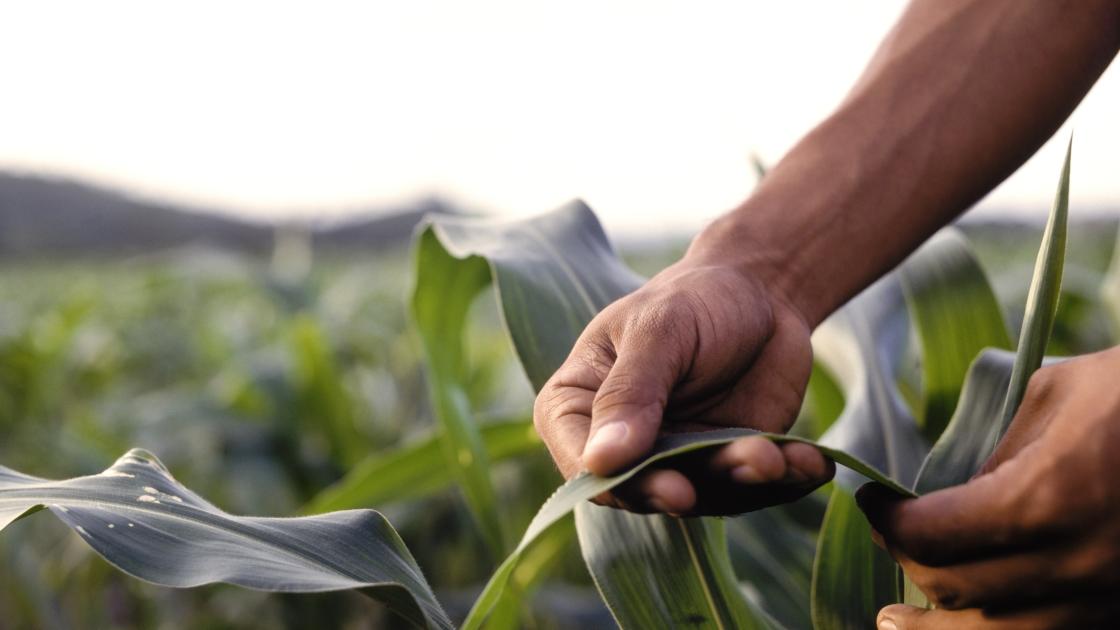 farmer with corn