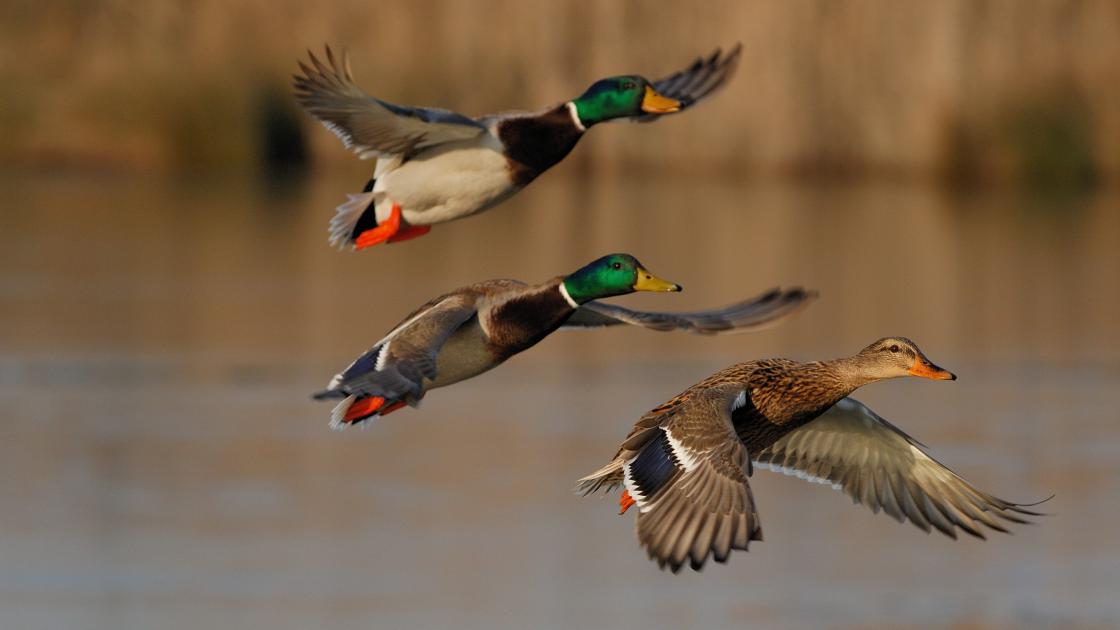 ducks flying above a pond